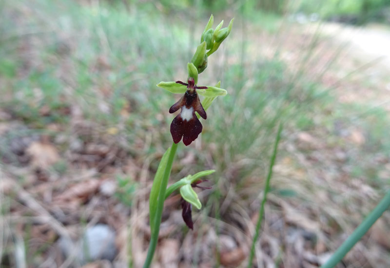 Ophrys insectifera subsp. insectifera